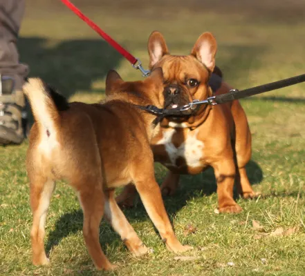 Lok Brandenburg - SV Rhinow/Großderschau