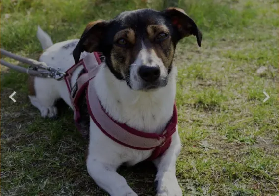 📸 E-Jugend gegen Empor Brandenburg